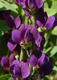 Baptisia 'Royal Purple'